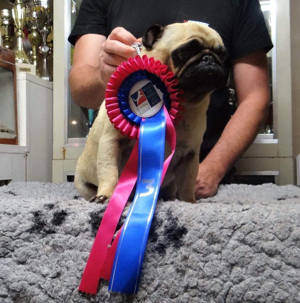 Dreamlander I wish you a merry life (lucie) - C.O.F. 3ème EXCELLENT