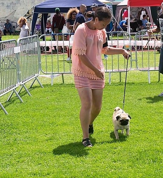 Dreamlander I wish you a merry life (lucie) - 2EME EXCELLENT en C.O.F., RCACS