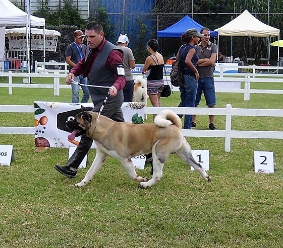 Iouky des sphinx du clair de lune - Classe Ouverte- 1er Excellent, CACS