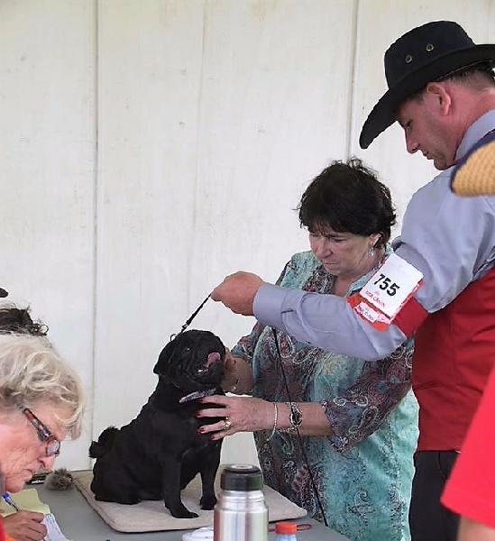 Love story (boo) des sphinx du clair de lune - 1ERE EXCELLENT en C.I.F., RCACS