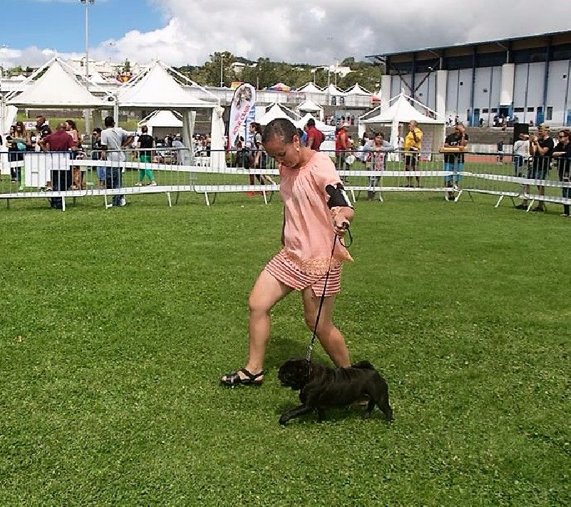 Irma black divinity des sphinx du clair de lune - 1ERE EXCELLENT en C.O.F., MEILLEUR FEMELLE, CACS, MEILLEUR DE RACE