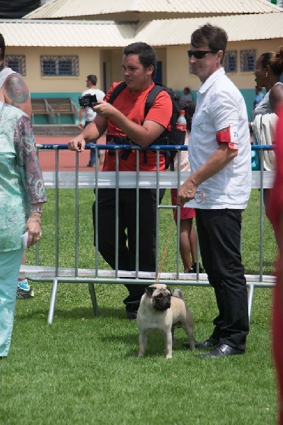 Jarold des sphinx du clair de lune - EXCELLENT (non classé) en C.O.M.