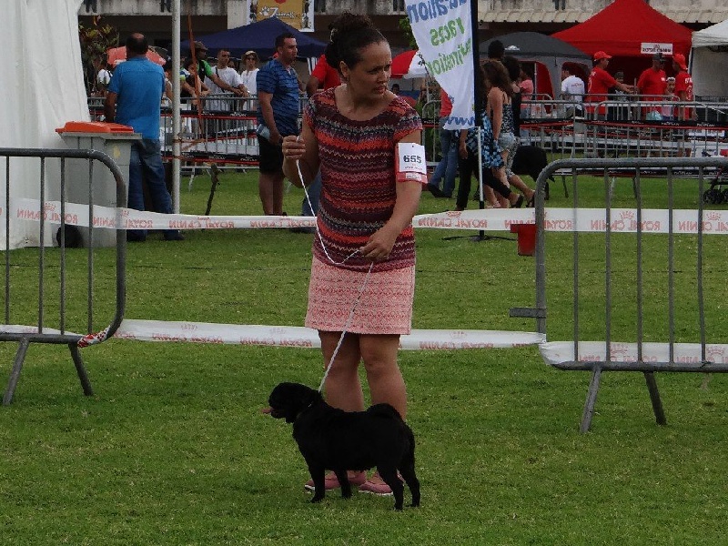 Irma black divinity des sphinx du clair de lune - 1ère EXCELLENT CLASSE JEUNE - MEILLEUR JEUNE - MEILLEUR DE RACE