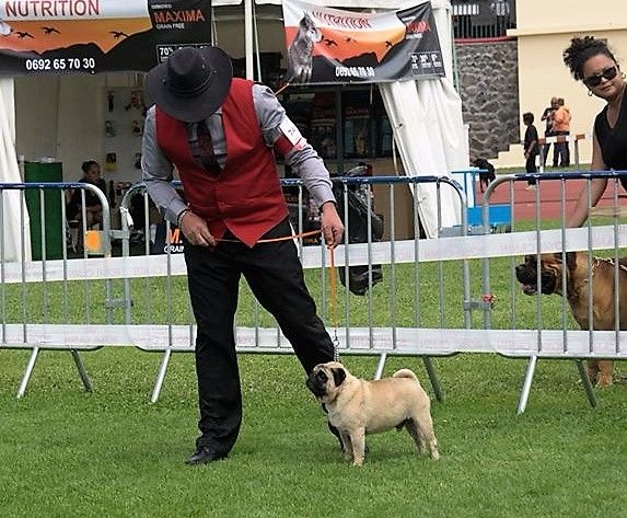 Fiorellino Homere - 3ème EXCELLENT en C.O.M.