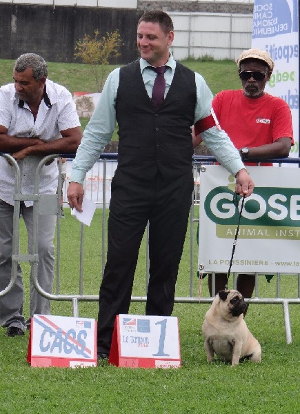 Fiorellino Homere - EN CLASSE OUVERTE MALE, 1er EXCELLENT, MEILLEUR MALE, CACS, MEILLEUR DE RACE