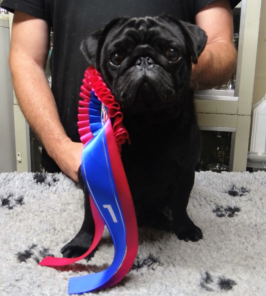 Nice black legend (taram) des sphinx du clair de lune - 1ER EXCELLENT Classe Jeune Mâle