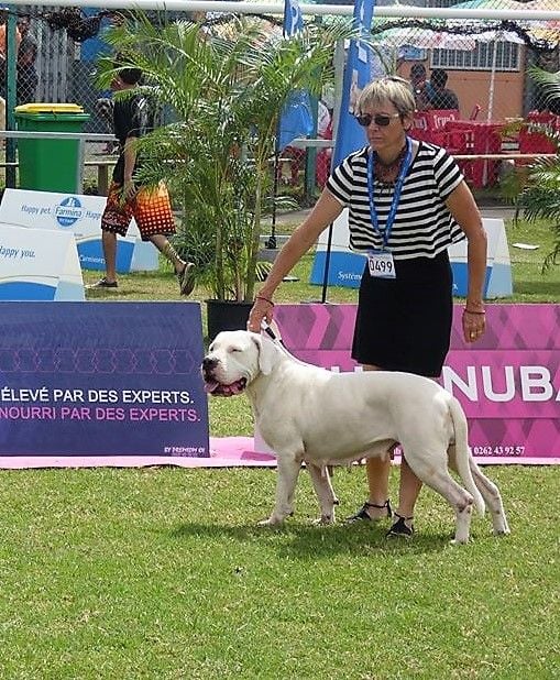 Lacar des sphinx du clair de lune - Classe Ouverte- 3ème Excellent