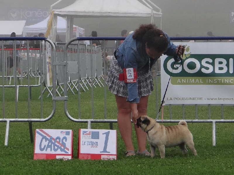 Dreamlander I wish you a merry life (lucie) - EN CLASSE OUVERTE FEMELLE, 1ère Excellent, MEILLEUR FEMELLE, CACS