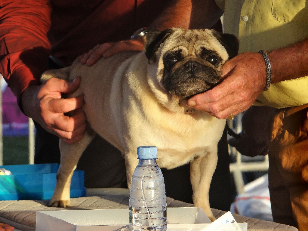 Fiorellino Homere - COM 2ème Excellent, RCACS