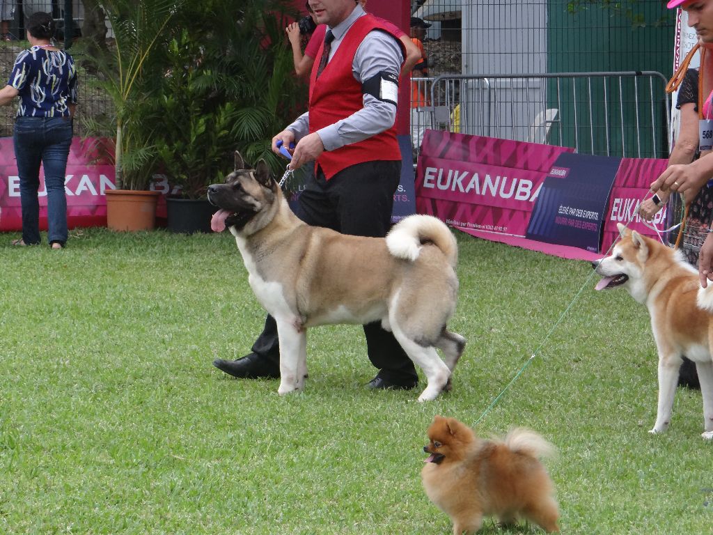 Iouky des sphinx du clair de lune - C.O.M. 1ER EXCELLENT, MEILLEUR MÂLE, CACS, BOB, BOG