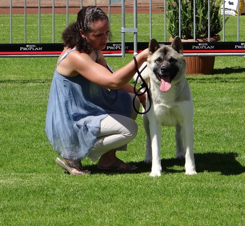 Hasia des sphinx du clair de lune - 1ERE EXCELLENT C.I.F. , CACS, MEILLEUR FEMELLE