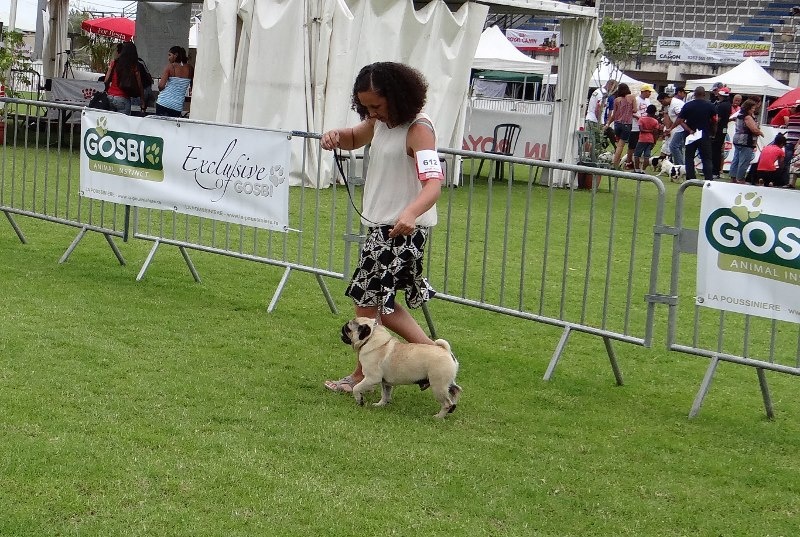 Fiorellino Homere - 1ER EXCELLENT C.J.M. - MEILLEUR DE RACE