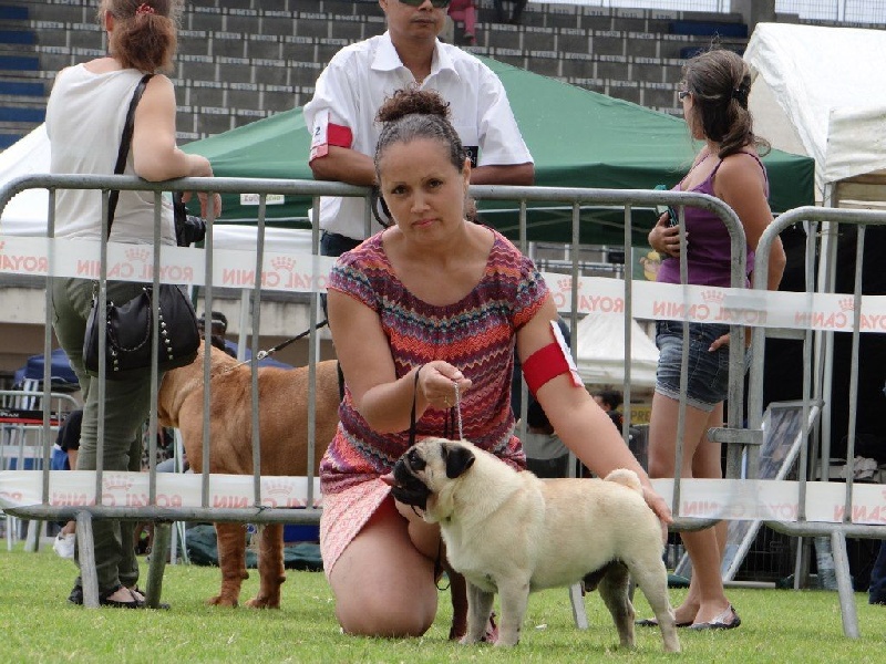 Fiorellino Homere - 1er EXCELLENT CACS MEILLEUR MALE MEILLEUR DE RACE CLASSE OUVERTE