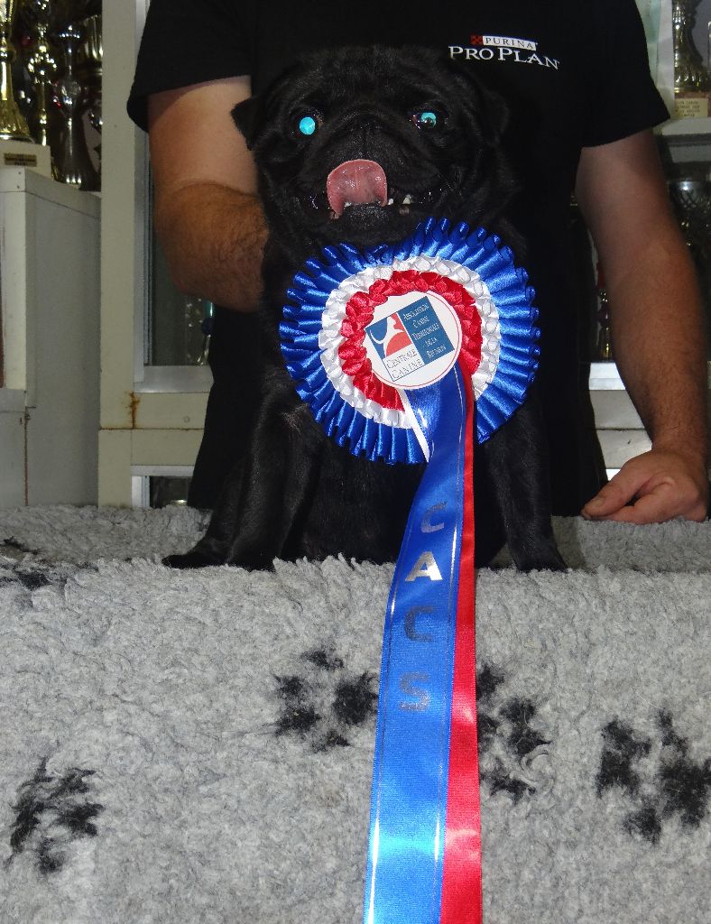 Love story (boo) des sphinx du clair de lune - C.O.F. 1ère EXCELLENT, CACS, MEILLEUR FEMELLE, MEILLEUR DE SEXE OPPOSE