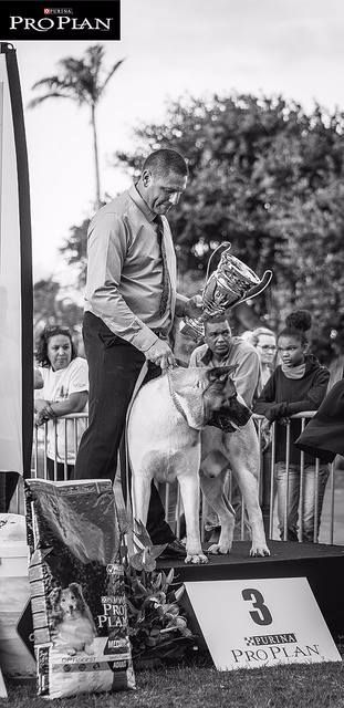 Iouky des sphinx du clair de lune - Classe Ouverte Mâle 1er Exc., MEILLEUR Mâle, CACS, CACIB, BOB, BOG, 3ème BIS