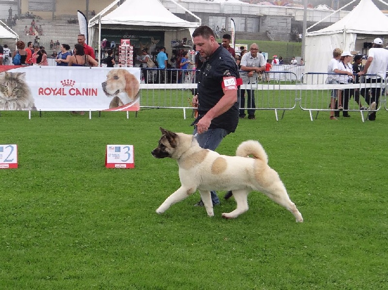 Hasia des sphinx du clair de lune - EN COF, 1ère EXCELLENT, MEILLEUR FEMELLE, CACS