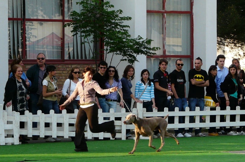 Publication : di Greysbeth Auteur : GREYSBETH