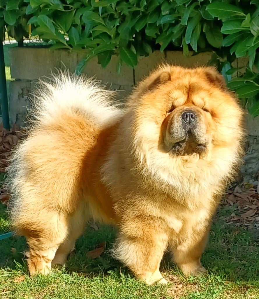 Dragon-fly dei leoni imperiali