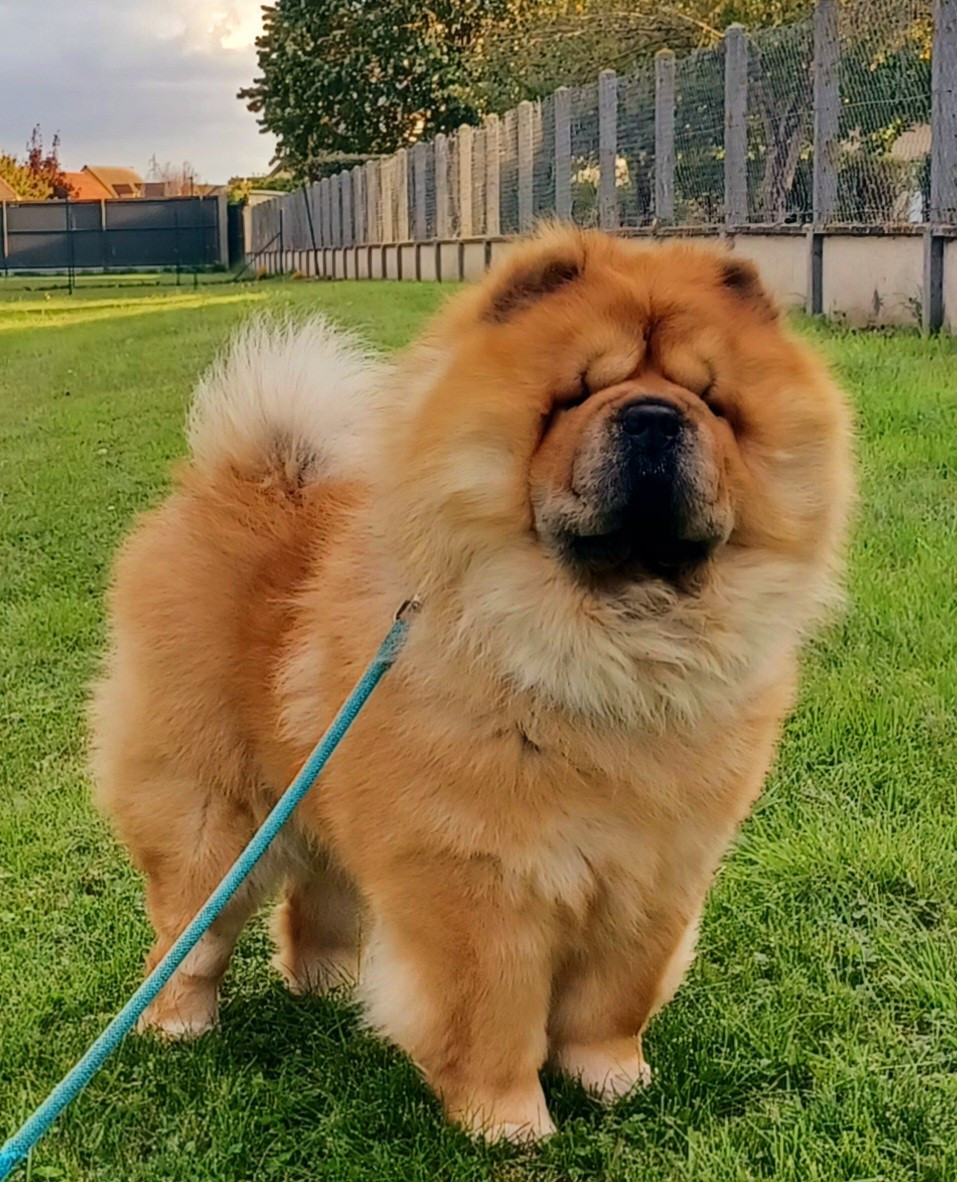 Dragon-fly dei leoni imperiali