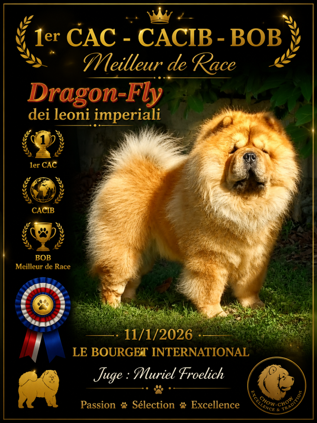 Dragon-fly dei leoni imperiali - 1er Cac.Cacib BOB Meilleurs de Race
