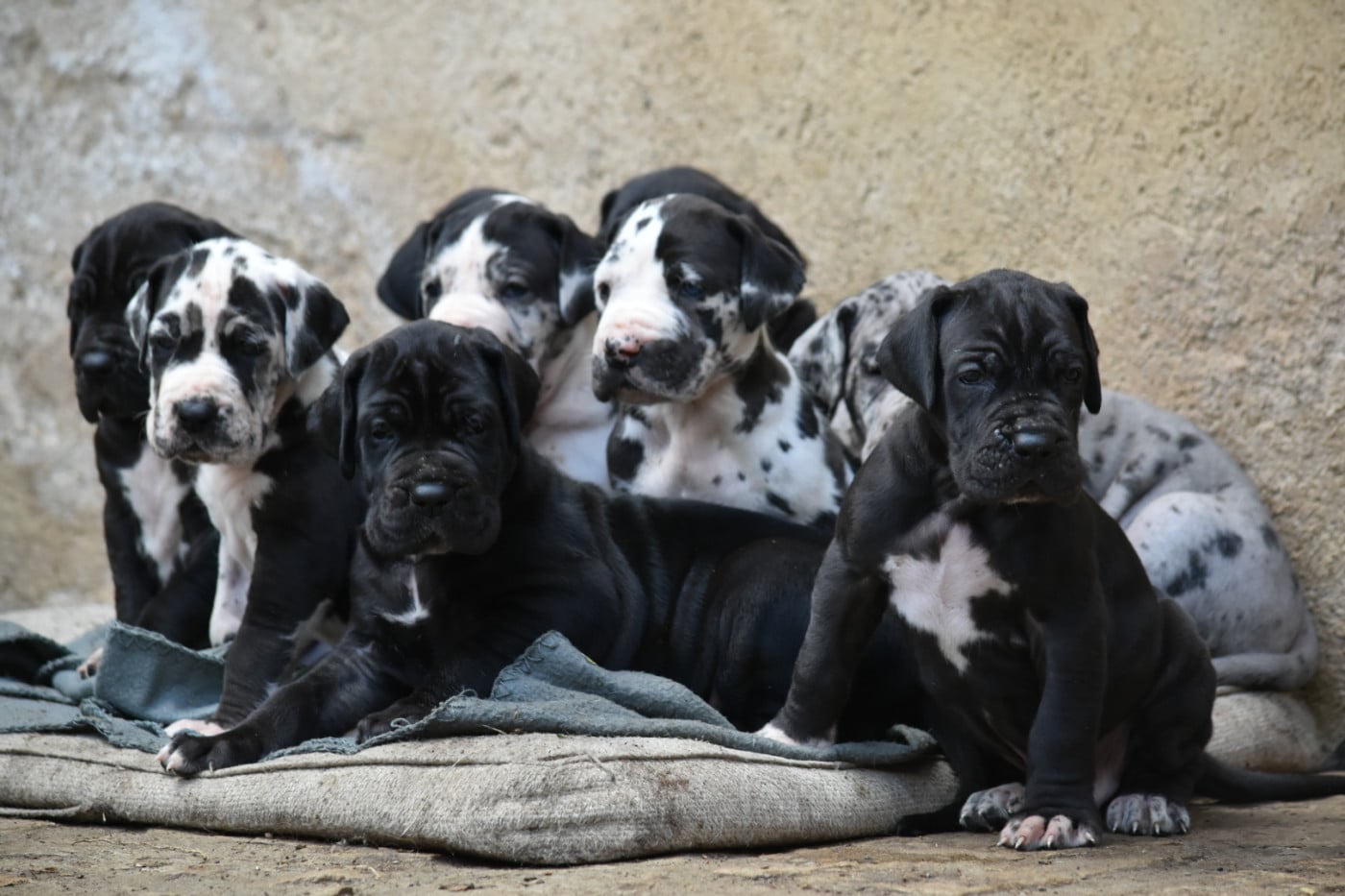 Dogue allemand - des Ombelles