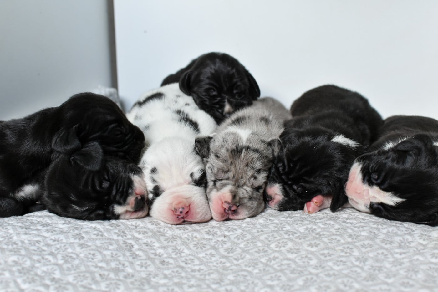 Dogue allemand - des Ombelles