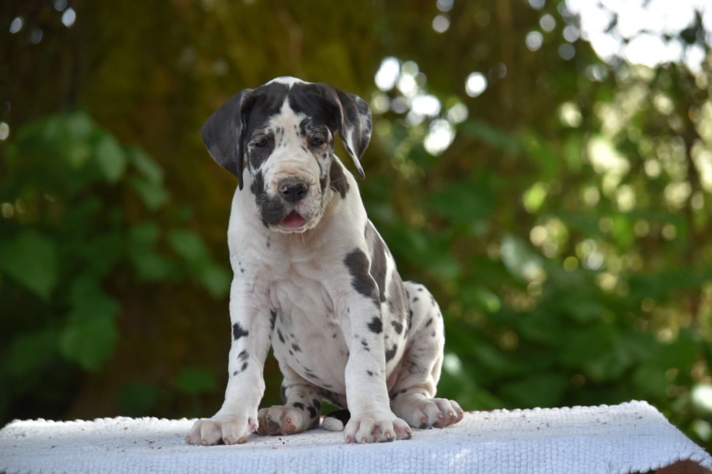 Banshee - Dogue allemand