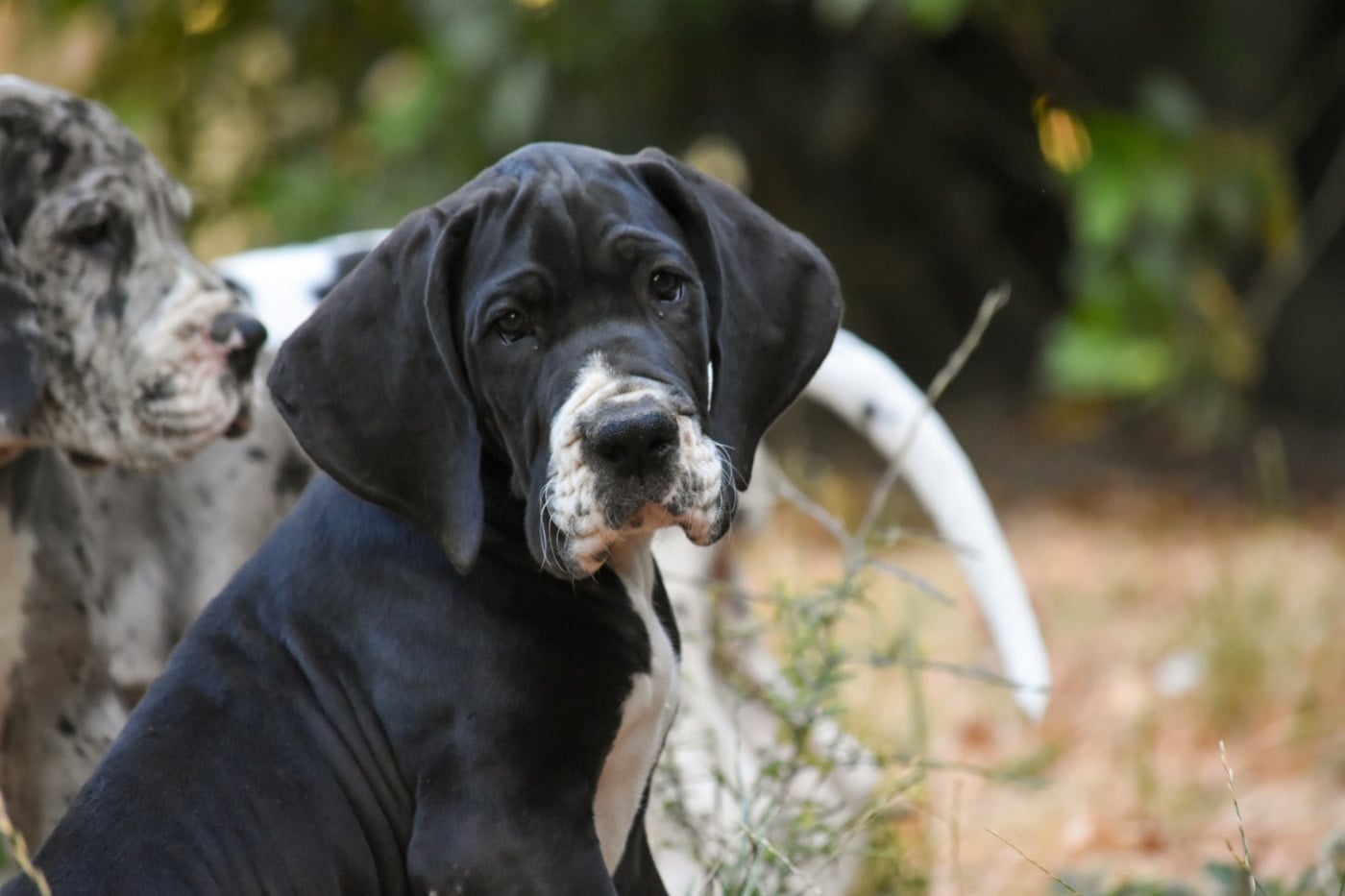 Bayard - Dogue allemand