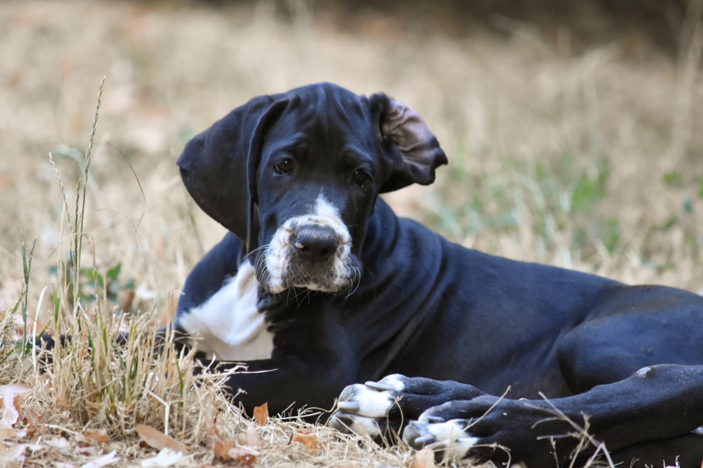 Bridget - Dogue allemand