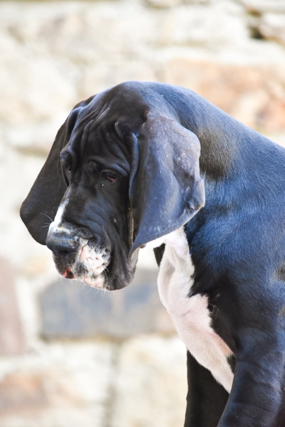 Bayard - Dogue allemand