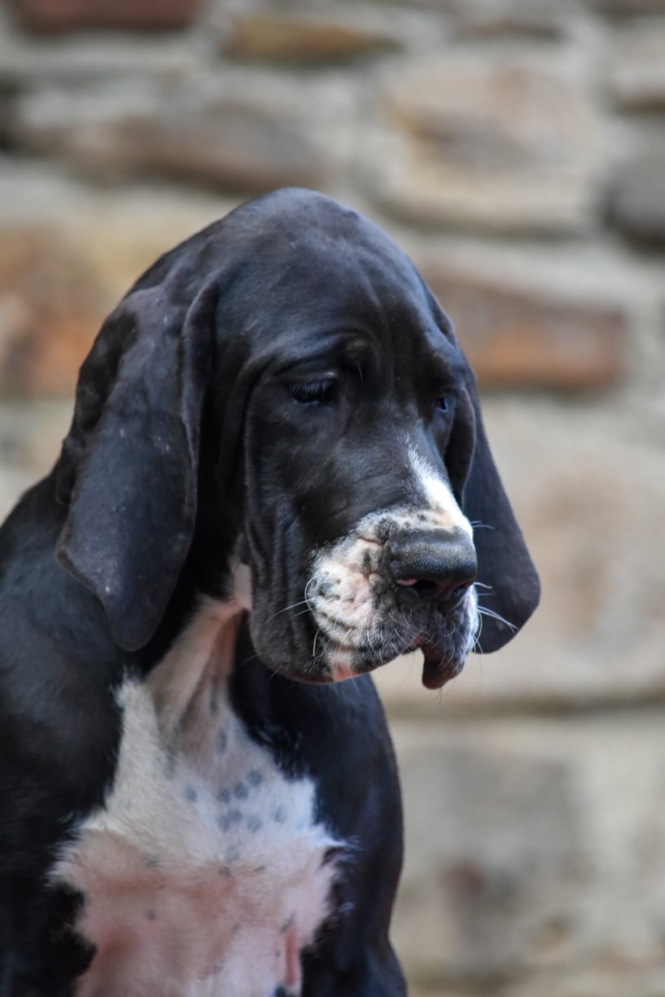 Bridget - Dogue allemand