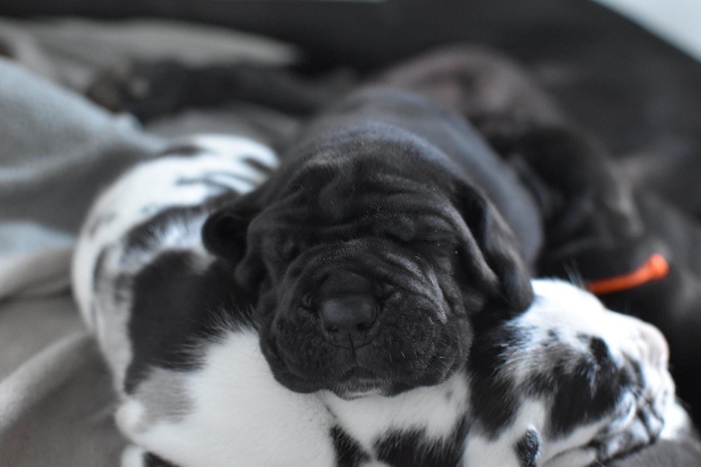 SECCOTINE - Dogue allemand