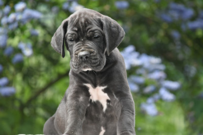 Les chiots de Dogue allemand