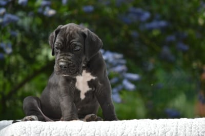 Les chiots de Dogue allemand
