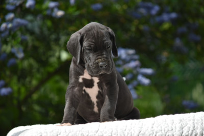 Les chiots de Dogue allemand