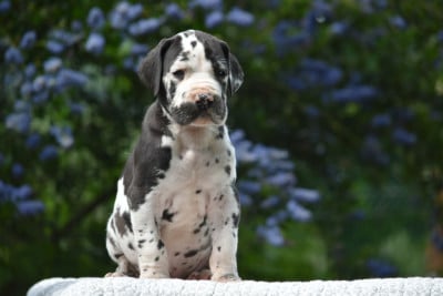 Les chiots de Dogue allemand