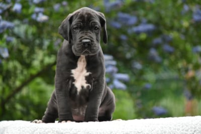 Les chiots de Dogue allemand