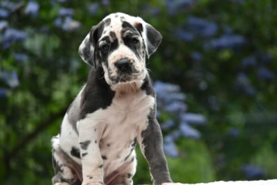 Les chiots de Dogue allemand