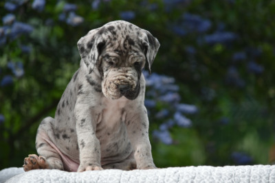 Les chiots de Dogue allemand