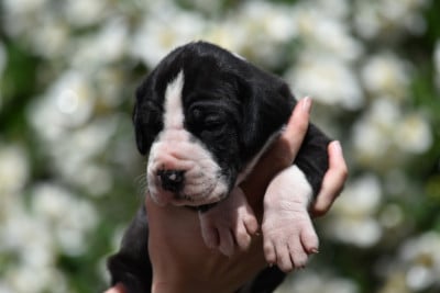 Les chiots de Dogue allemand