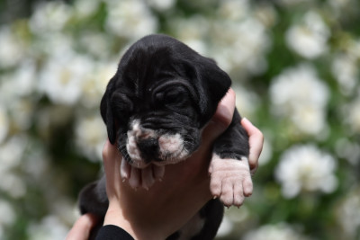 Les chiots de Dogue allemand