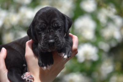 Les chiots de Dogue allemand