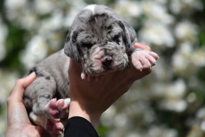 Les chiots de Dogue allemand