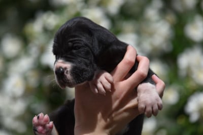 Les chiots de Dogue allemand