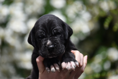 Les chiots de Dogue allemand