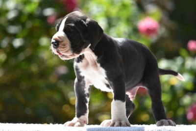 Les chiots de Dogue allemand