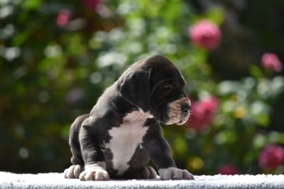 Les chiots de Dogue allemand