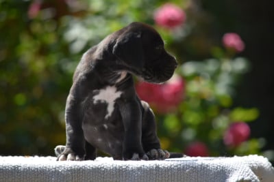 Les chiots de Dogue allemand