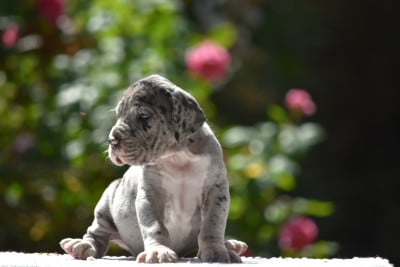 Les chiots de Dogue allemand