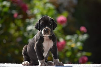Les chiots de Dogue allemand